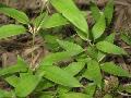 Ruscus Bamboo, Dwarf Bamboo / Shibataea kumasaca  